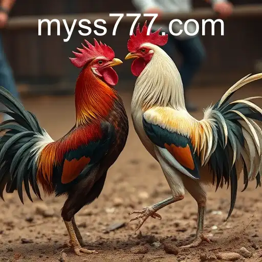 The Intricacies of Cockfighting: Tradition vs. Modern Ethics and the Rise of SS777